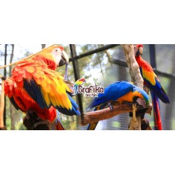 Grafika Bird Park
